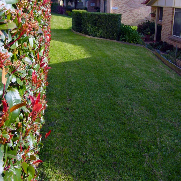 Gallery- Hedges